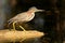 Green Heron in Florida Everglades