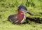 Green Heron (Gone Fishin)