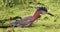 Green Heron (Gone Fishin)