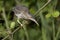 Green Heron, Groene Reiger, Butorides virescens