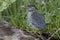 Green Heron, Groene Reiger, Butorides virescens