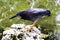 Green heron on hunt - Peninsula de Zapata National Park / Zapata Swamp, Cuba