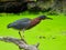 Green Heron Hunting Fish on a Fallen Tree Branch Over a Duck Week Pond