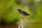 Green Heron Lake Betz, North Carolina