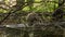 Green heron in a mangrove