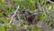 Green Heron in the Nest with Egg, J.N. Ding Darling National