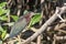 Green heron, park window oaxaca