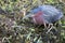 A Green Heron patiently waits for a morning snack