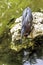 Green heron - Peninsula de Zapata National Park / Zapata Swamp, Cuba