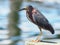 Green Heron Perched on a Dock