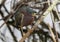 Green heron perched in a leafless tree at the water\\\'s edge near the Royal Palm Visitor Center in Florida.