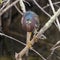 Green heron perched in a leafless tree at the water\\\'s edge near the Royal Palm Visitor Center in Florida.