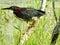 Green Heron perched on swamp branch looking for meal