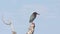 Green heron perched on a tree