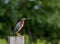 Green Heron perched on a wooden post