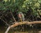 Green Heron preening on a downed branch