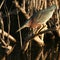 Green Heron Ready To Strike