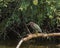 Green Heron relaxing on a downed branch