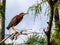 Green Heron, roosting for a moment above an everglades marsh pond