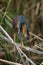 Green heron scratching