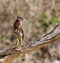 Green heron showing his chest feathers and crest on the top of his head.