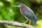 Green heron sitting on a tree