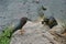 Green heron and snapping turtle