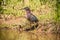 Green heron standing closeup