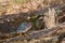 Green Heron Stands on Log