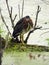 Green Heron stares searching for next meal