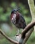 Green Heron Stock photo. Green Heron perched on a branch displaying feather plumage wings with a blur background in its