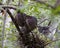 Green Heron stock photos. Image. Picture. Portrait. Close-up profile view. Background. Baby Green Heron. Adult Green Heron