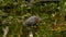 Green Heron in swampy habitat in southern Florida