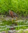 Green heron wades in shallow water