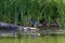 Green heron wading along a marshy shoreline