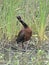 Green heron in wetlands