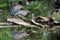 Green Herons in a Local Pond