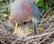 Green Herons in the nest