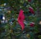 Green hibiscus bush with red blooming flowers in the garden