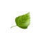 Green Hibiscus Leaf