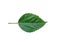 Green Hibiscus leaf isolated