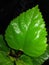 Green Hibiscus leaves on rainy season