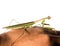 Green Hierodula patellifera common name giant Asian, Indochina or Harabiro Mantis, is a species of praying mantis.