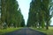 Green high poplars on the sides of the asphalted road