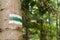 Green hiking trail sign. Touristic sign or mark on tree. Forest navigating map.
