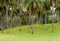 Green hill covered with grass short with young trees palm trees tropical landscape part of golf course