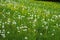 Green hill with dandelions. Natural green background.