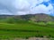 Green Hill in the morning, Bromo Mountain