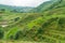 Green hill with rice terraces