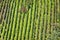 Green hill vineyard aerial view